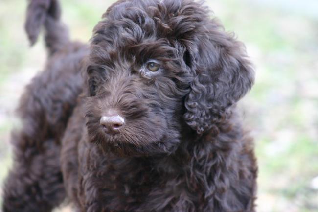 Come spazzolare il cane dal pelo riccio nel modo giusto